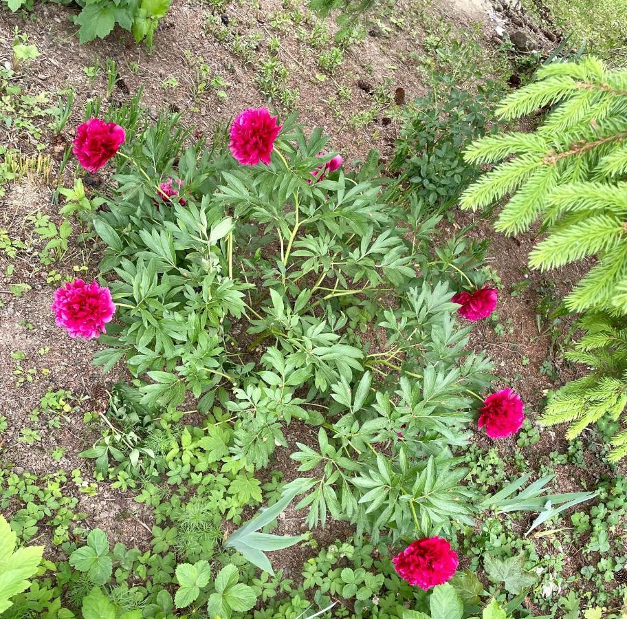 Freiblick 1 Bad Glbg Mit Garten Top1 Bad Gleichenberg Esterno foto
